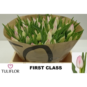 Tulipa si first class