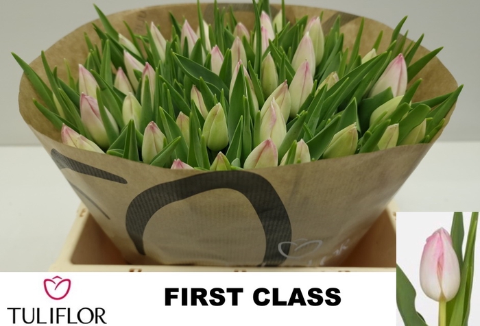 <h4>Tulipa si first class</h4>