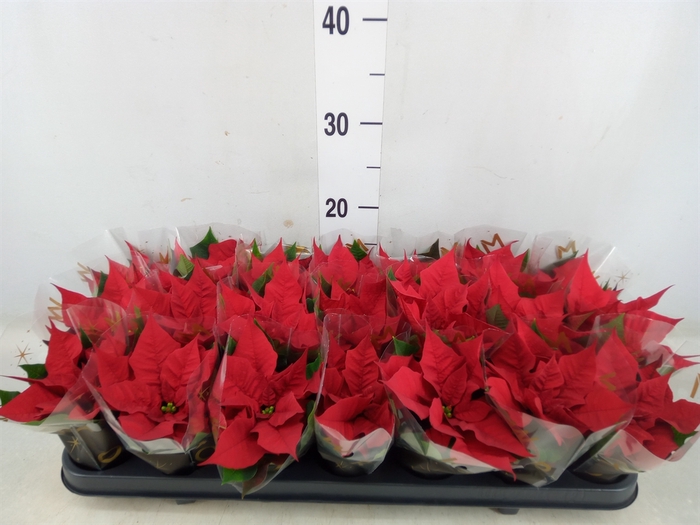 <h4>Euphorbia pulc. 'Red Joy'</h4>