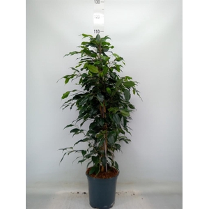 Ficus benja. 'Danielle'