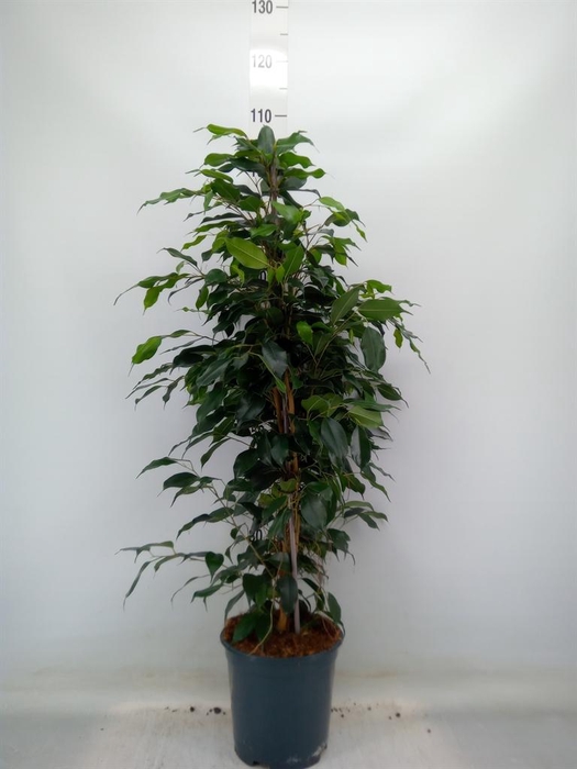 <h4>Ficus benja. 'Danielle'</h4>