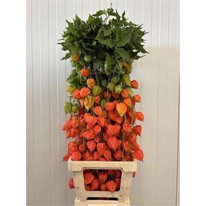 Physalis Lampion Tak