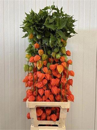 <h4>Physalis Lampion Tak</h4>