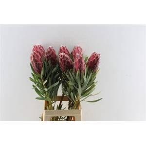 Protea Venus