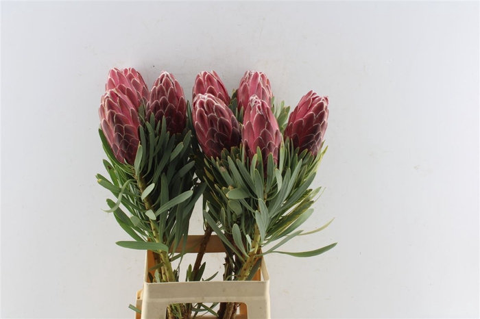 <h4>Protea Venus</h4>