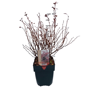 Berberis th. 'Rose Glow' P17