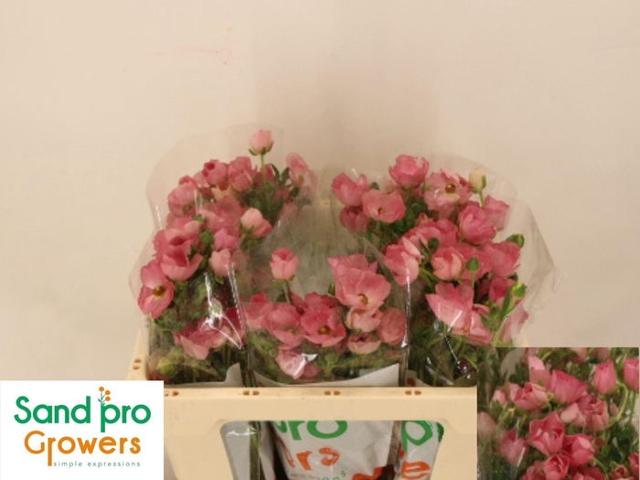 <h4>RAN CORTUSIFOLIUS MAGICAL STRAWBERR</h4>