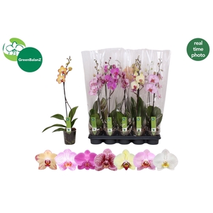 PHAL GEM 5 KL