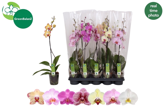 <h4>PHAL GEM 5 KL</h4>