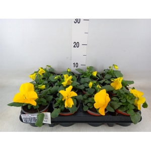 Viola wr. 'Matrix Yellow'