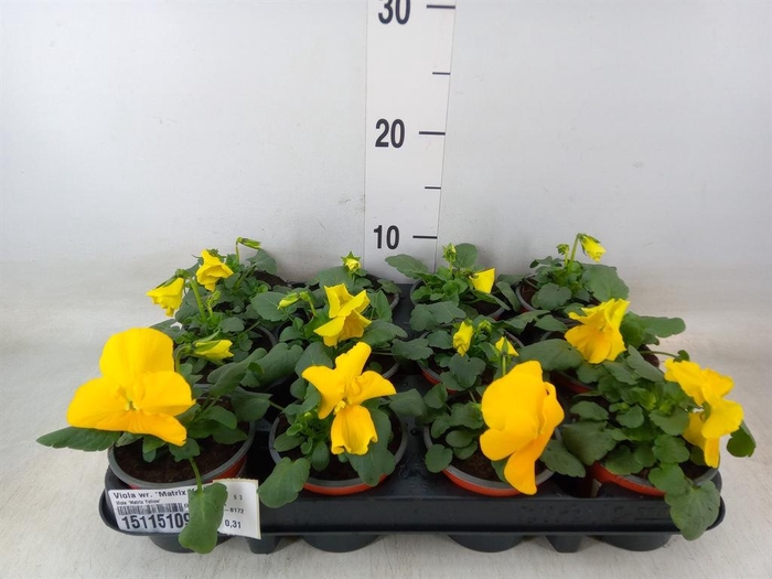 <h4>Viola wr. 'Matrix Yellow'</h4>