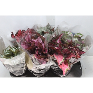 BEGONIA BELEAF P15 PO
