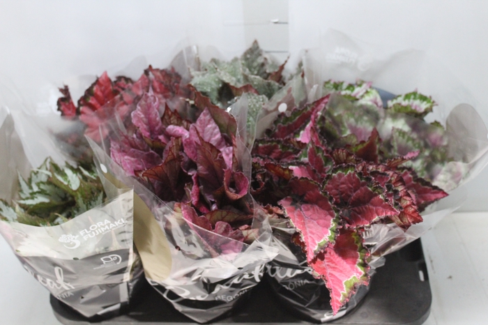 <h4>BEGONIA BELEAF P15 PO</h4>