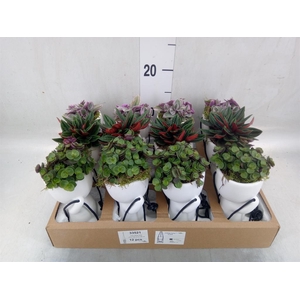 Arr.   Kamerplant Groen L%