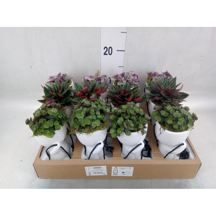 <h4>Arr.   Kamerplant Groen L%</h4>