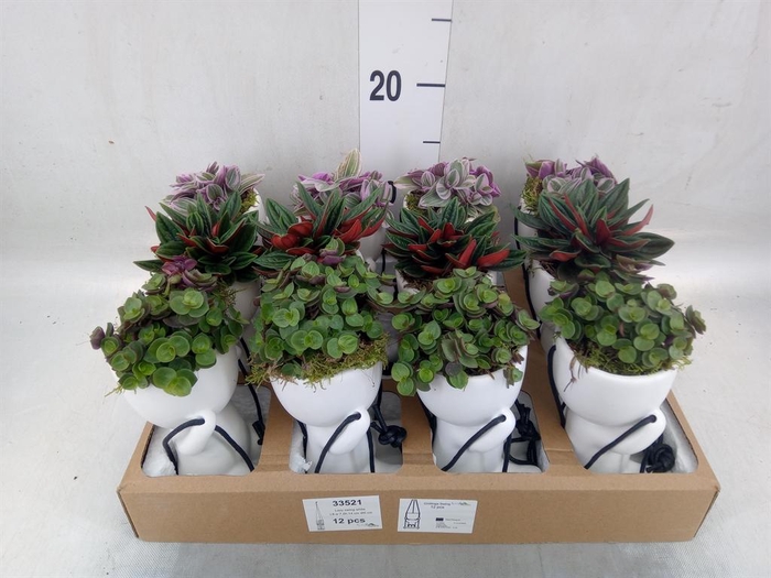 <h4>Arr.   Kamerplant Groen L%</h4>