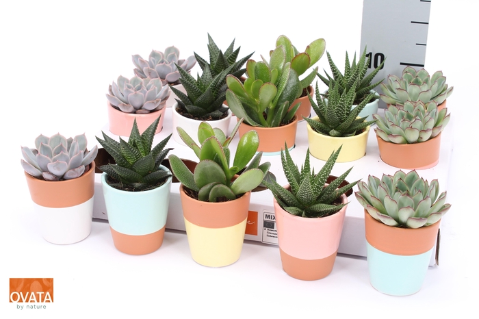 <h4>SUCC GEM 5 SRT</h4>