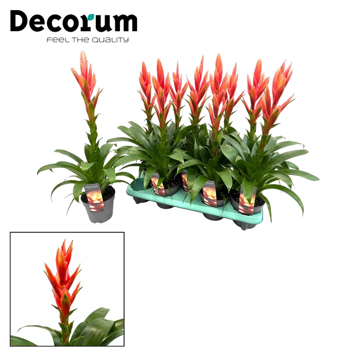<h4>Tillandsia Ziva (Decorum)</h4>