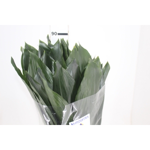 FOLHAGEM ASPIDISTRA ELATIOR 080 CM