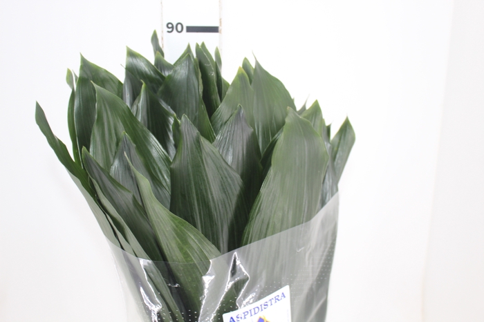 <h4>FOLHAGEM ASPIDISTRA ELATIOR 080 CM</h4>