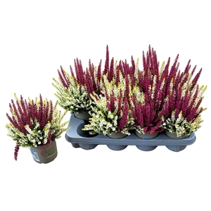 CALLU BL COL CR GEM
