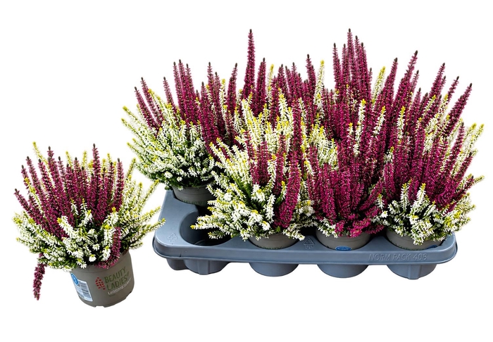 <h4>CALLU BL COL CR GEM</h4>
