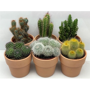 Cactus gemengd