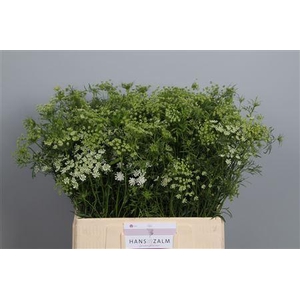AMMI MAJUS