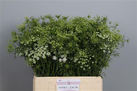 <h4>AMMI MAJUS</h4>