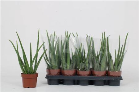 <h4>Aloe Vera</h4>