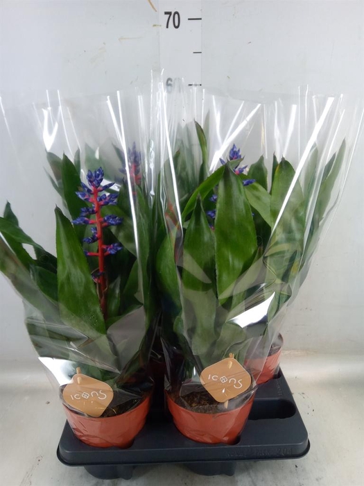 <h4>Aechmea   ...</h4>