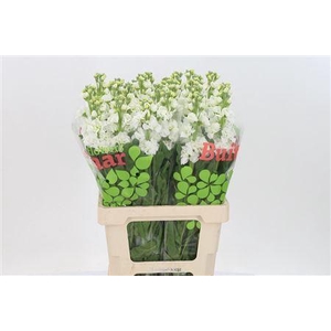 Matth Iron White