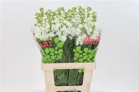 <h4>Matth Iron White</h4>