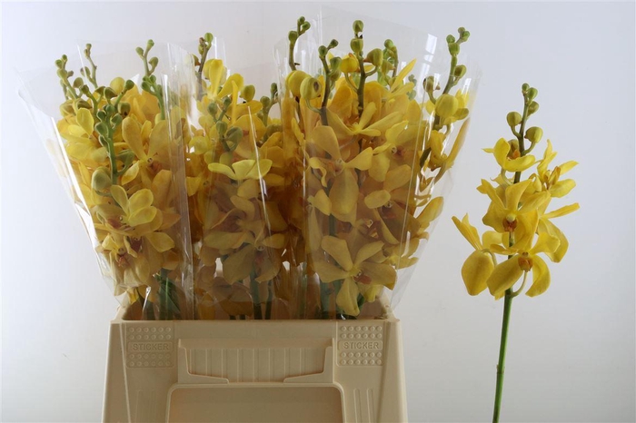 <h4>Mok Ct Yellow</h4>