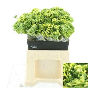 RAN PON PON PETERPAN