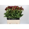 Paeonia Old Faithful