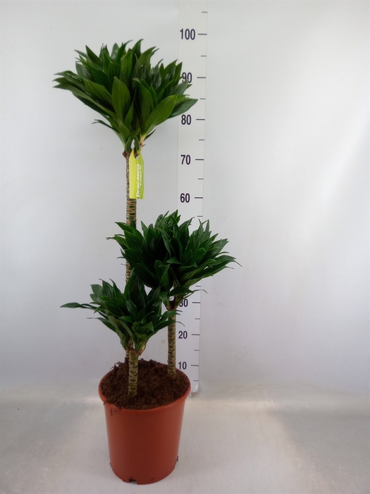 <h4>Dracaena frag. 'Compacta'</h4>