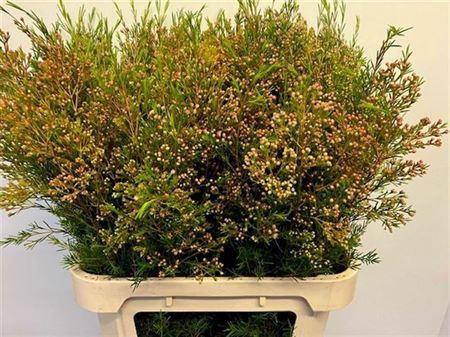 <h4>Chame Un Vega Blad</h4>