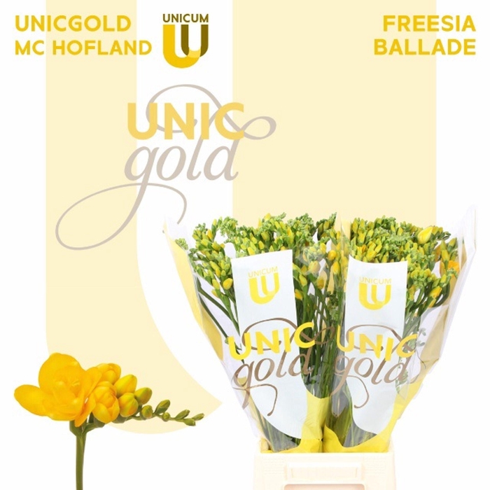 <h4>Freesia du Ballade</h4>