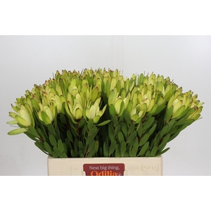 LEUCAD SAF GOLDSTRIK