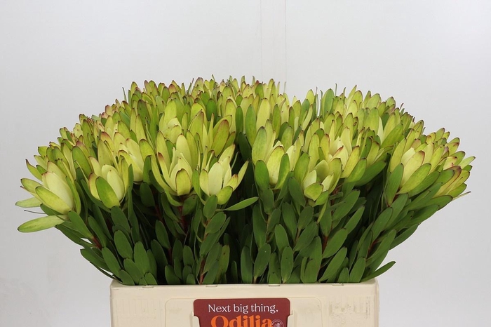 <h4>LEUCAD SAF GOLDSTRIK</h4>