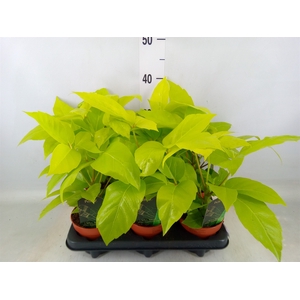 Schefflera actin.