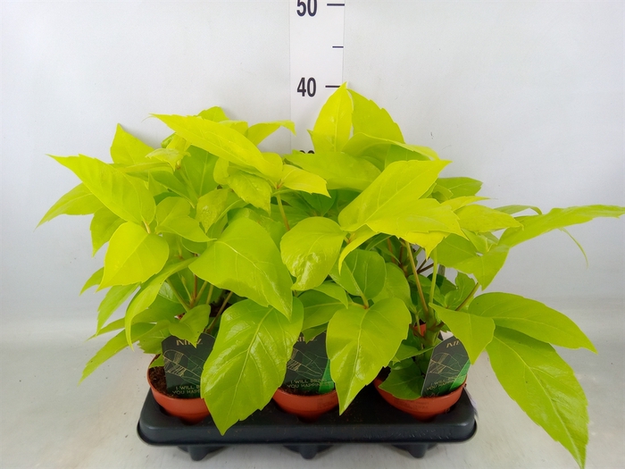 <h4>Schefflera actin.</h4>