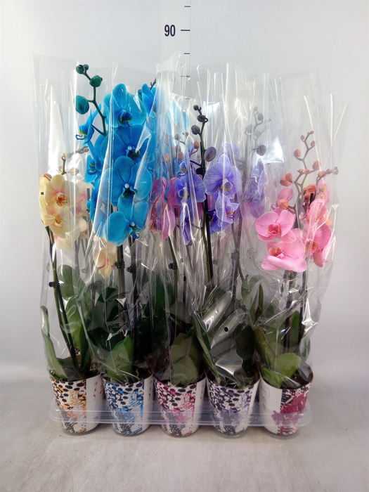 <h4>Phalaenopsis   ...</h4>