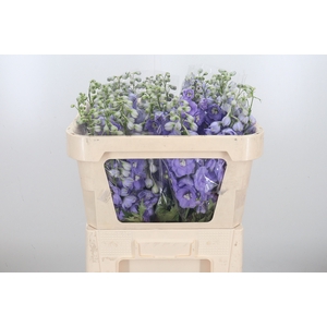 Delphinium El Lilac Conce