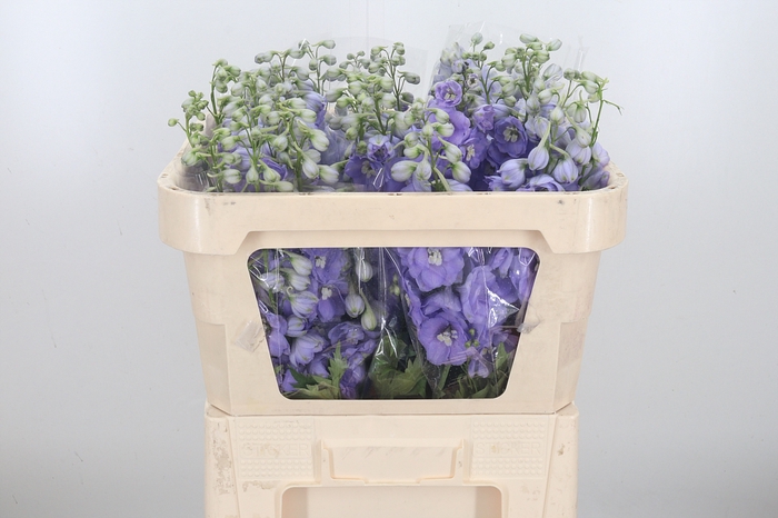 <h4>Delphinium El Lilac Conce</h4>