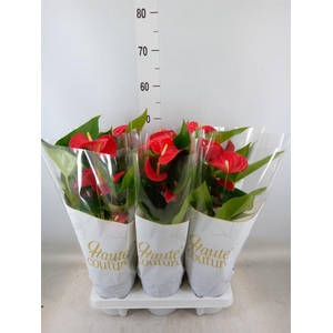 Anthurium andr. 'Casparo'