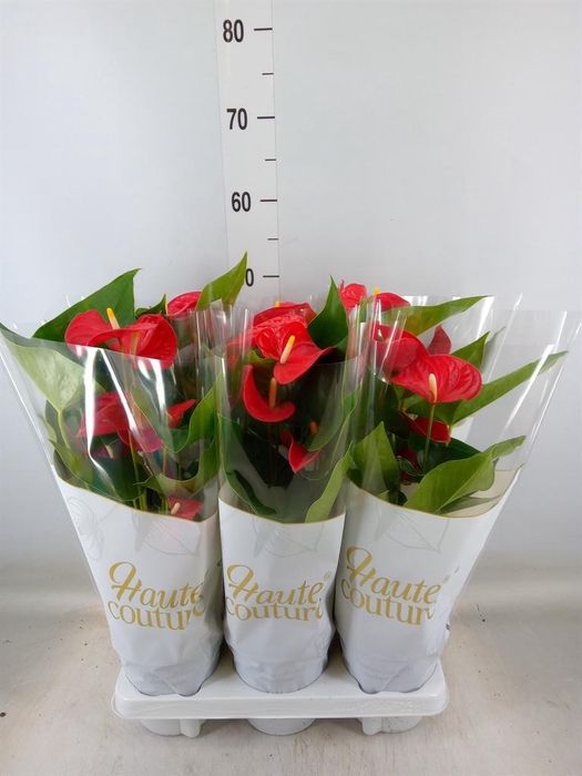 <h4>Anthurium andr. 'Casparo'</h4>