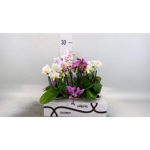 Phalaenopsis   ...mini