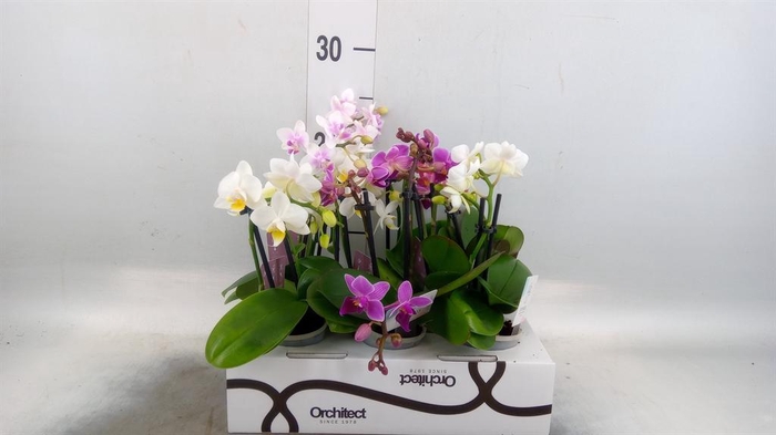 <h4>Phalaenopsis   ...mini</h4>
